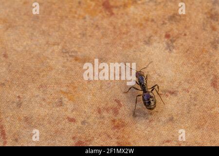 Messor barbarus, Barbarie Harvester-Ant Queen Banque D'Images