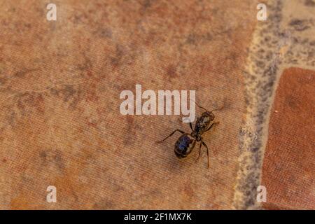 Messor barbarus, Barbarie Harvester-Ant Queen Banque D'Images