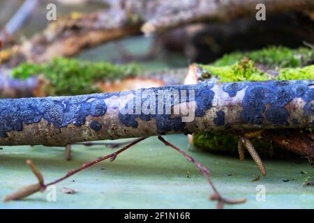 Champignons de la croûte de cobalt bleu Terana caerulea champignon bleu sur un Stick en mars 2021 printemps à Carmarthenshire pays de Galles Royaume-Uni KATHY DEWITT Banque D'Images