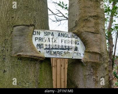 Un vieux panneau de pêche privé à côté de la rivière Wharfe Dans le West Yorkshire surcultivé par deux troncs d'arbre Banque D'Images