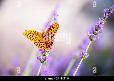 Papillon orange avec des points bruns sur fleur violette fleur lavande fleur fleur fleur fleur fleur fleur fleur sur fond joli flou en été. Banque D'Images