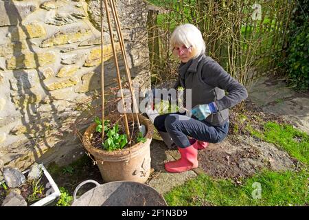 Femme plus âgée élagage d'une plante de clématis en terre cuite pot avec sécateur long maintien des cheveux pendant le covid au printemps GARDEN 2021 ROYAUME-UNI KATHY DEWITT Banque D'Images