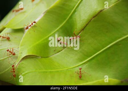 Tissage des Ants tissage des feuilles de mangue : les fourmis de tisserand ou les fourmis verts (genre Oecophylla) sont des insectes eusociaux de la famille des Formicidae (ordre des Hyménoptères) Banque D'Images