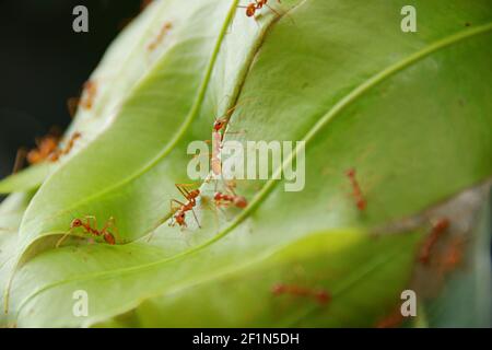 Tissage des Ants tissage des feuilles de mangue : les fourmis de tisserand ou les fourmis verts (genre Oecophylla) sont des insectes eusociaux de la famille des Formicidae (ordre des Hyménoptères) Banque D'Images