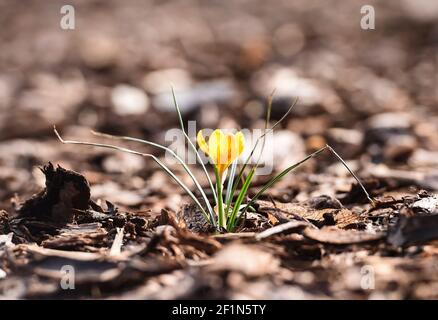 Berlin, Allemagne. 09e mars 2021. Un crocus jaune fleurit par le côté de la voie. Credit: Kira Hofmann/dpa-Zentralbild/dpa/Alay Live News Banque D'Images