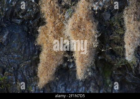Mousse marron et spongieuse sur le tronc de l'arbre Banque D'Images