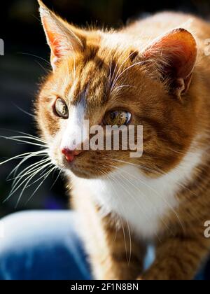 Tabby femelle au gingembre Banque D'Images