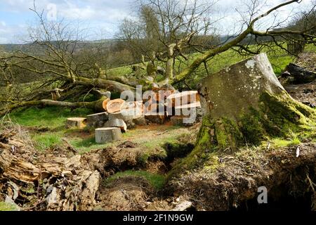 Arbre tombé dans le processus d'être scié vers le haut après Tempête d'hiver - John Gollop Banque D'Images