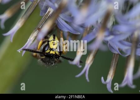 Sächsische Wespe, Wespe, Wespen, Blütenbesuch auf Kugeldistel, Kleine Hornisse, Dolichovespula saxonica, Vespula saxonica, guêpe saxonne saxonne, saxonn de la guêpe Banque D'Images