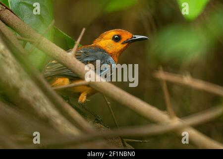 Red-capped Robin-chat ou Natal Robin - Cossypha natalensis oiseau dans la famille des Muscicapidae, trouvé en Afrique, orange songbird africain sur le dos vert Banque D'Images