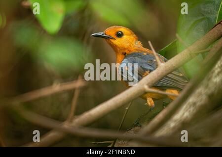 Red-capped Robin-chat ou Natal Robin - Cossypha natalensis oiseau dans la famille des Muscicapidae, trouvé en Afrique, orange songbird africain sur le dos vert Banque D'Images