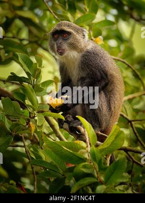 Singe Sykes - Cercopithecus albogularis aussi connu à gorge blanche ou Samango ou argent ou noir ou bleu ou singe diademed, trouvé entre Ethiopie an Banque D'Images