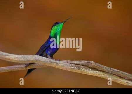 Bodymphe couronné - Thalurania colombica oiseau vert et bleu dans la famille des colibris Trochilidae, trouvé au Belize et au Guatemala au Pérou, subtropical or Banque D'Images