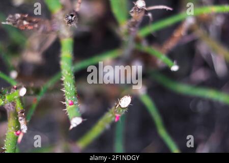 Flou artistique Twig thorn rose. Partie de la douille d'épine. Tige de rosier avec épines et feuilles vertes sur fond gris flou. Branche Vue de dessus. Hors foyer Banque D'Images