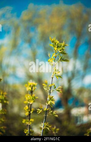 Jeunes feuilles de printemps vertes poussant dans les branches de forêt Bush Plant Tree. Jeune feuille en plein soleil sur le bokeh de boke flou naturel. Banque D'Images