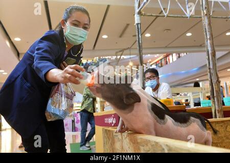 Bangkok, Thaïlande. 9 mars 2021. Un client nourrit un cochon dans un centre commercial de Bangkok, Thaïlande, le 9 mars 2021. Un festival des animaux australiens a eu lieu au centre de la plaza à Bangkok lundi et durera jusqu'au 14 mars. Credit: Rachen Sageamsak/Xinhua/Alay Live News Banque D'Images
