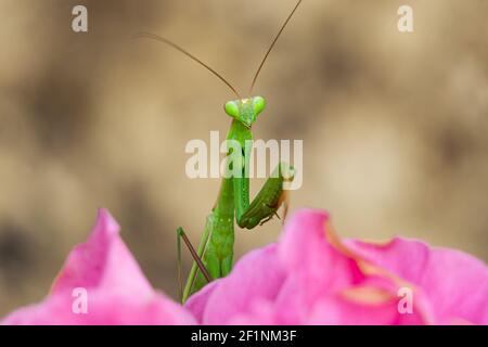 Vue rapprochée d'une mante de prière sur la fleur rose. (Mantis religiosa) Banque D'Images