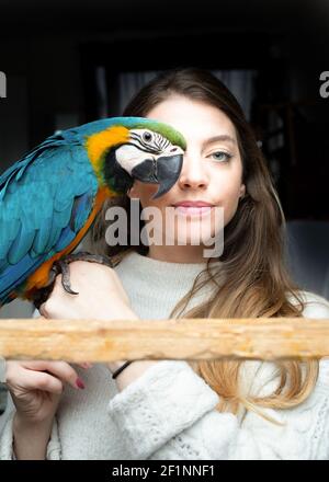 Mia l'animal Macaw photographié avec la propriétaire Claire Atallah. Claire et Nimal Fernando, qui vivent à Wimbledon, ont adopté leur première Macaw Mikey en 2016. Claire (Aka Singer Latala) était fascinée par les aras comme enfant et était désireuse d'en adopter un comme animal de compagnie. Avec Nimal, originaire de Nouvelle-Zélande et membre du groupe rock 'Rival State', le couple a pris le plongeon et a adopté Mikey. Il est devenu une grande partie de leur vie et a même maintenant sa propre chaîne YouTube. MIA a été adopté en 2018 pour conserver la compagnie Mikey. MIA et Mikey sont de grands aras sud-américains bleus et or. Lorsqu'ils sont conservés comme animaux de compagnie Banque D'Images