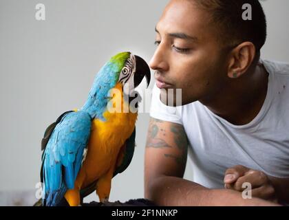 Mikey l'animal Macaw photographié avec le propriétaire Nimal Fernando. Claire Atallah et Nimal Fernando, qui vivent à Wimbledon, ont adopté Mikey en 2016. Claire était fascinée par les aras comme enfant et était désireuse d'en adopter un comme animal de compagnie. Avec Nimal, originaire de Nouvelle-Zélande et membre du groupe rock 'Rival State', le couple a pris le plongeon et a adopté Mikey. Il est devenu une grande partie de leur vie et a même maintenant sa propre chaîne YouTube. MIA a été adopté en 2018 pour conserver la compagnie Mikey. MIA et Mikey sont de grands aras sud-américains bleus et or. Lorsqu'ils sont gardés comme animaux de compagnie, ils peuvent vivre pendant plus de 50 ans. Banque D'Images