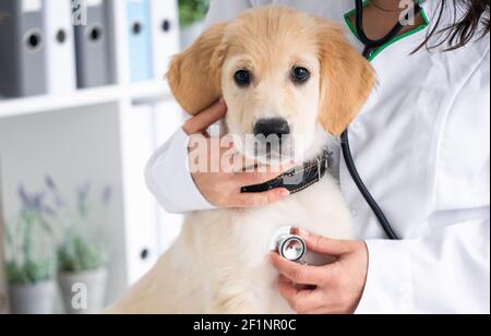 Examen du chien charmant par stéthoscope dans la clinique vétérinaire Banque D'Images