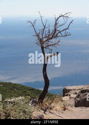 Concept de fin d'été; UN arbre sec solitaire sur les rochers au bord de la mer. Soleil scintillant sur l'eau. Les tonalités bleues changent. Vue sur la mer et le ciel naturel Banque D'Images