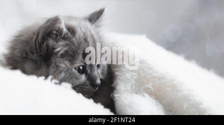 Chaton gris de Flaffy couché. Animal animal animal de compagnie de chat de mammifère avec le visage intéressé regarder côté sur l'espace de copie. Petit chaton gris à la maison onPLA blanc Banque D'Images