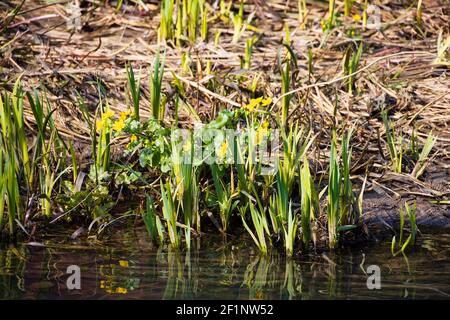 Kingcup, Maltha palustris, Marsh Marigold fleurs jaunes sur le côté de la rivière Witham, Grantham, Lincolnshire, Angleterre. Banque D'Images