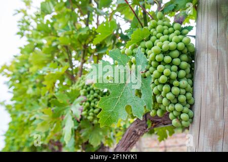 Gros plan sur un bouquet de raisins verts non mûrs suspendus. Une vue naturelle sur un vignoble. Banque D'Images