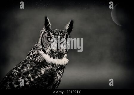 Portrait de l'European Eagle Owl au clair de lune en noir et blanc Banque D'Images