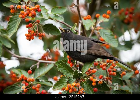 Nourriture commune de blackbird sur rowan dans la nature d'automne Banque D'Images