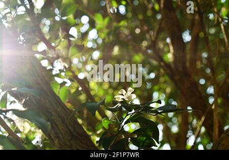 fleur blanche de prune d'eau sauvage suspendue sur la branche qui coule du vent souffle dans le jardin avec coucher de soleil Banque D'Images