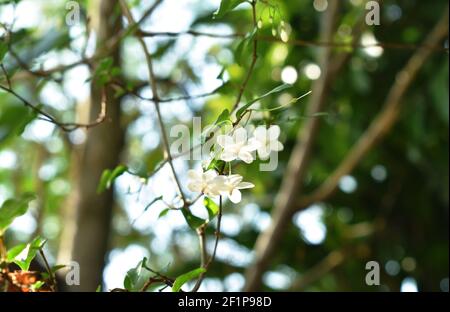 fleur blanche de prune d'eau sauvage suspendue sur la branche qui coule de soufflez dans le jardin Banque D'Images