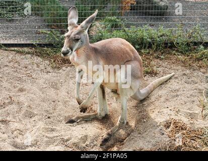 Le kangourou adulte gris est en cours de dégustation au zoo Banque D'Images