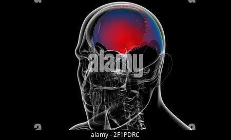 Squelette humain crâne pariétal OS Anatomie pour le concept médical Illustration 3D Banque D'Images