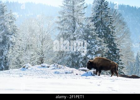 Bison en captivité dans la neige au Bison Ranch aux Prés d'Orvin, Jura suisse Banque D'Images