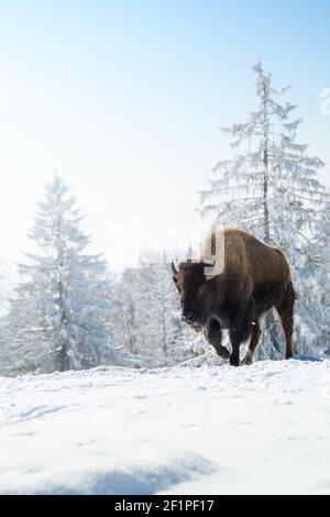 Bison en captivité dans la neige au Bison Ranch aux Prés d'Orvin, Jura suisse Banque D'Images