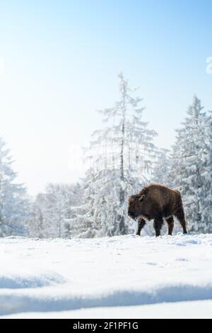 Bison en captivité dans la neige au Bison Ranch aux Prés d'Orvin, Jura suisse Banque D'Images