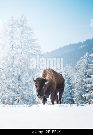 Bison en captivité dans la neige au Bison Ranch aux Prés d'Orvin, Jura suisse Banque D'Images