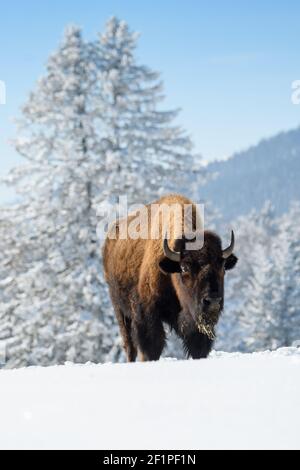 Bison en captivité dans la neige au Bison Ranch aux Prés d'Orvin, Jura suisse Banque D'Images