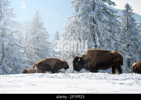 Des bisons captifs dans la neige au Bison Ranch aux Prés d'Orvin, Jura suisse Banque D'Images