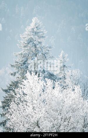 Paysage hivernal rêveur à les Prés d'Orvin, Jura suisse Banque D'Images