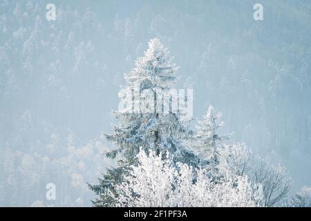 Paysage hivernal rêveur à les Prés d'Orvin, Jura suisse Banque D'Images