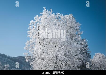 Paysage hivernal rêveur à les Prés d'Orvin, Jura suisse Banque D'Images