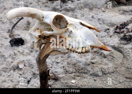 Crâne de mouton affiché sur un bâton sur une plage à Écosse Banque D'Images