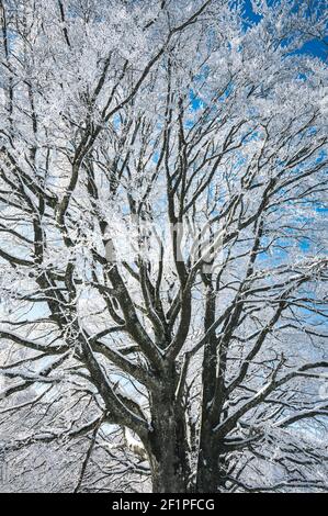 Arbre gelé dans un paysage hivernal rêveur à les Prés d'Orvin, Jura suisse Banque D'Images