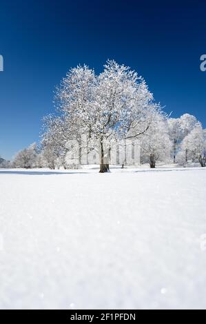 Paysage hivernal rêveur à les Prés d'Orvin, Jura suisse Banque D'Images