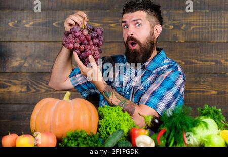 Concept de culture et de récolte. Récolte de chez nous avec l'agriculteur sur la table. Farmer fiers de récolter les légumes et les raisins. L'homme détient fond de bois barbu raisins. Légumes organic harvest. Banque D'Images