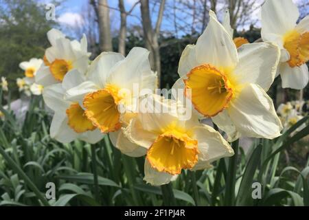 Jonquilles blanches et jaunes dans une zone extérieure de Londres Banque D'Images