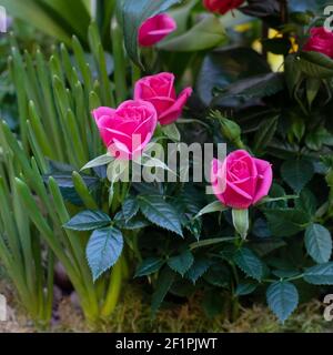 Un groupe de roses roses miniatures, une petite et belle compositiont florale de roses fraîches Banque D'Images