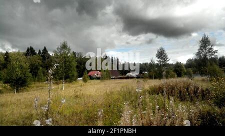 Un troupeau de moutons debout sur une herbe champ couvert Banque D'Images